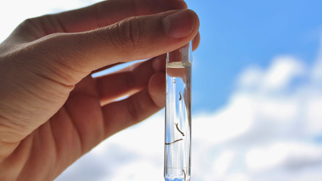 Método Wolbachia reduz casos de dengue em Niterói Método Wolbachia reduz casos de dengue em Niterói