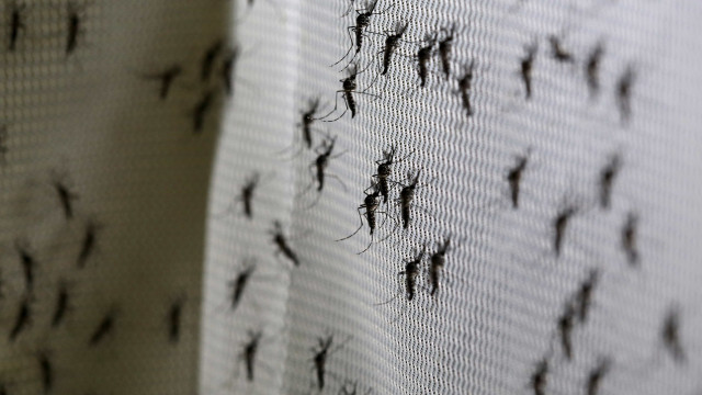 Casos assintomáticos de dengue preocupam especialistas e inflam subnotificação